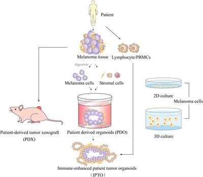 Role of the tumor microenvironment in malignant melanoma organoids during the development and metastasis of tumors